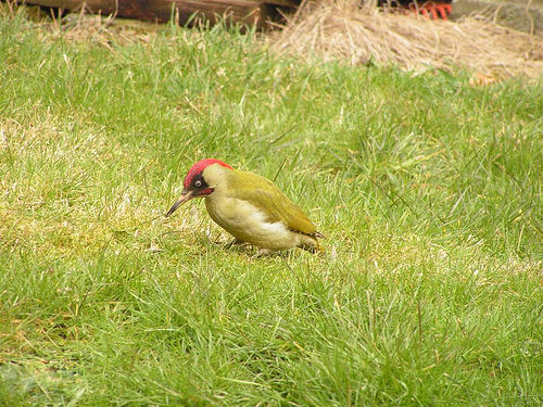 Groene Specht Welke vogel is