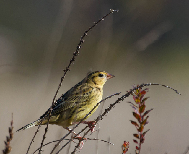 Bobolink