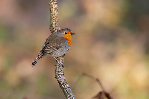 Roodborst