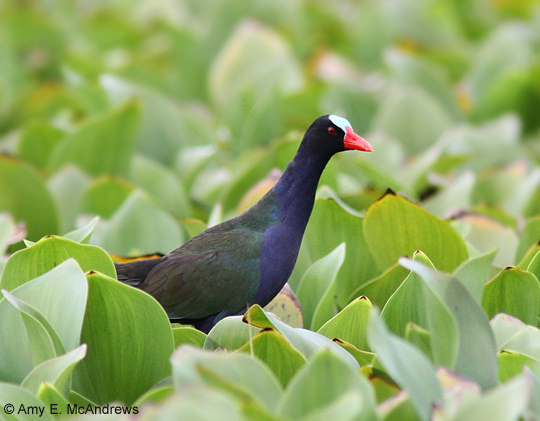 Afrikaans Purpurhoen