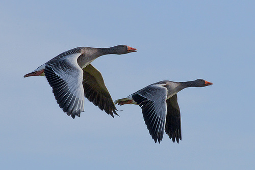 Grauwe Gans