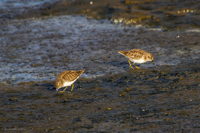 Kleinste Strandloper