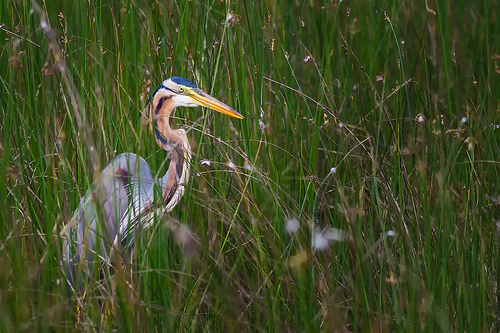 Purpurreiger