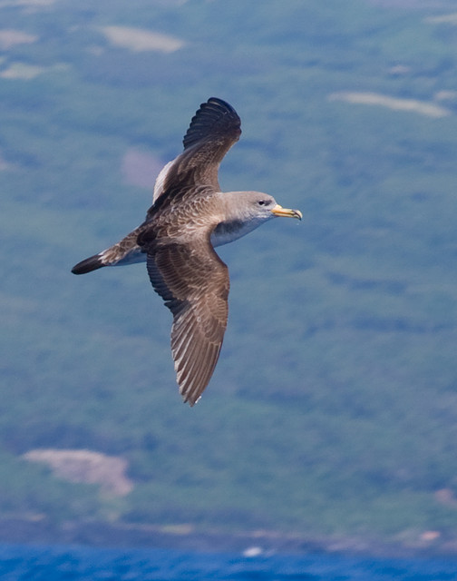 Scopoli's Pijlstormvogel