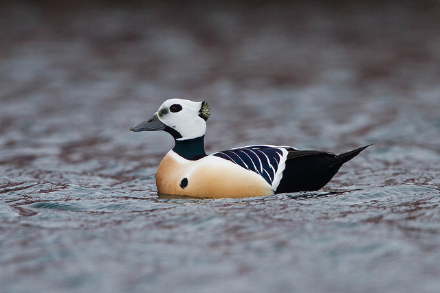 Stellers Eider