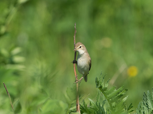 Kleine Spotvogel