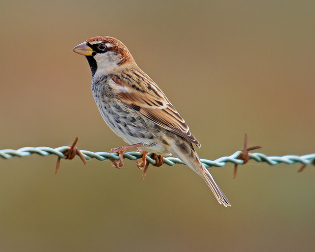 Lach Leger Lao Spaanse Mus | Welke vogel is dit