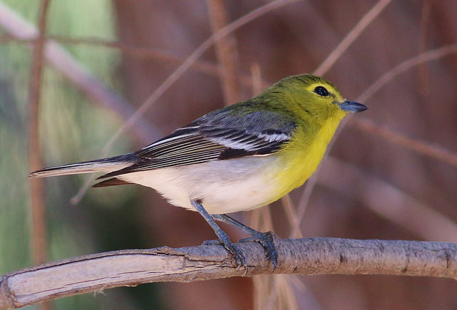 Geelborstvireo