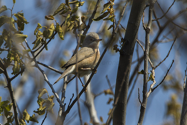 Moltoni's Baardgrasmus