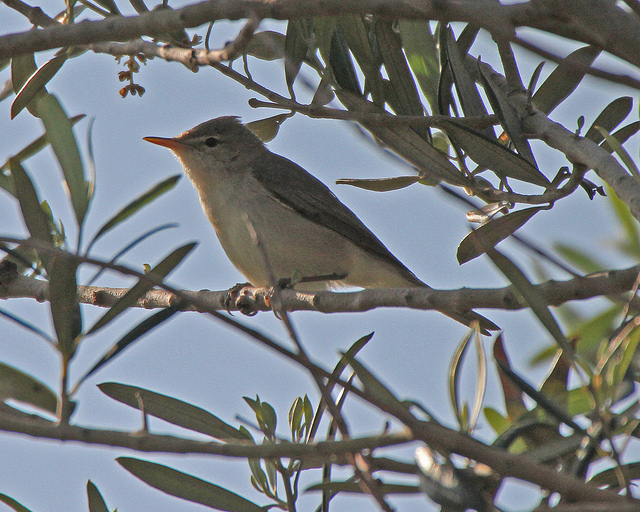 Oostelijke vale spotvogel