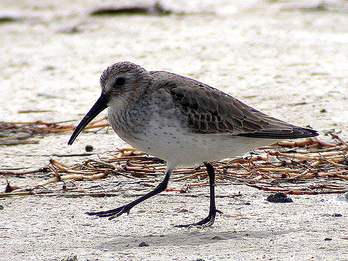 Bonte Strandloper