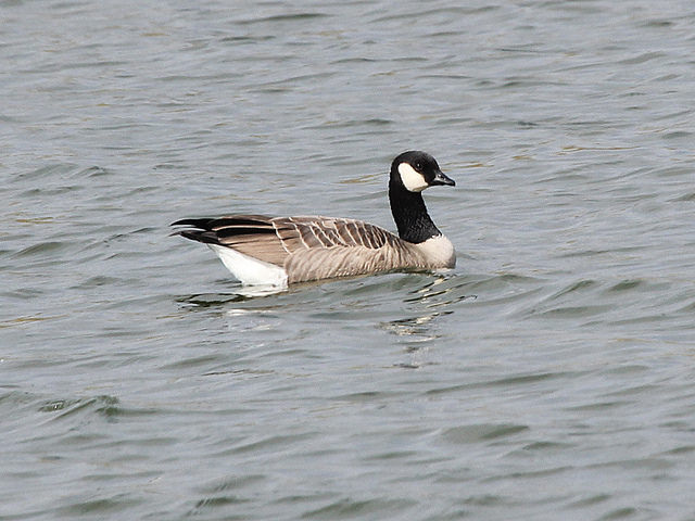 Kleine Canadese Gans