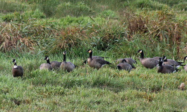 Kleine Canadese Gans