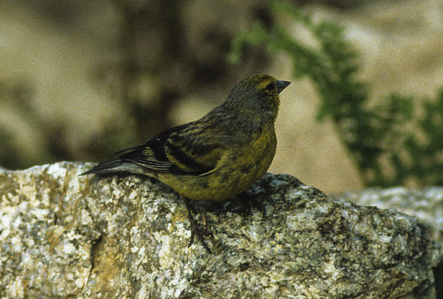 Corsicaanse Vink