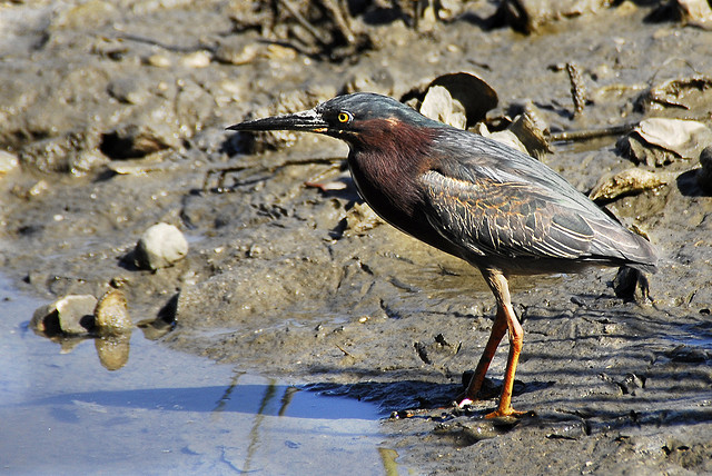 Groene Reiger