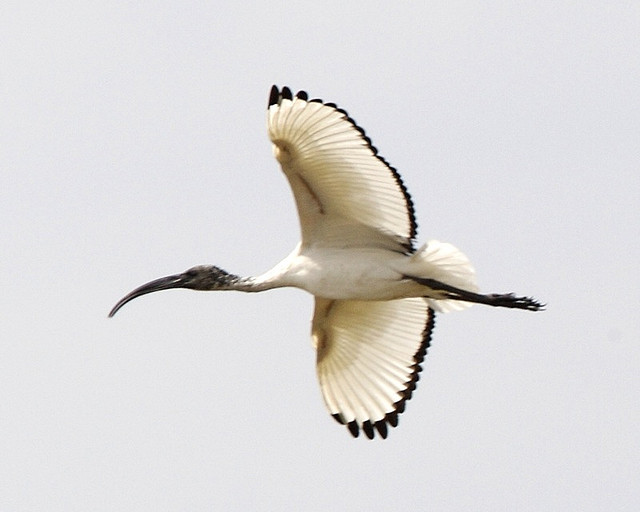 Heilige Ibis