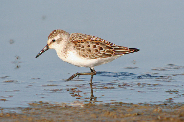 Alaska strandloper