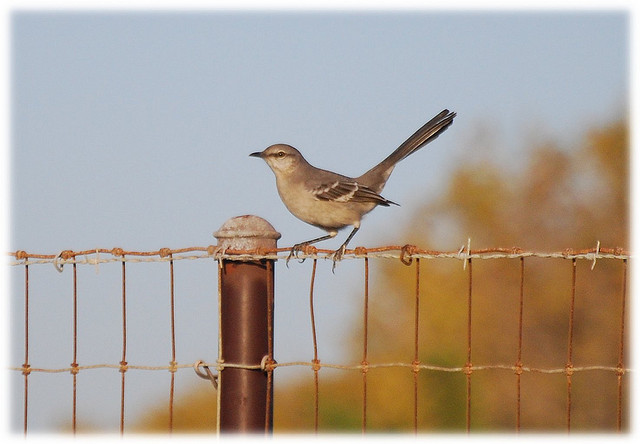 Spotvogel