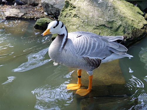 Indische Gans