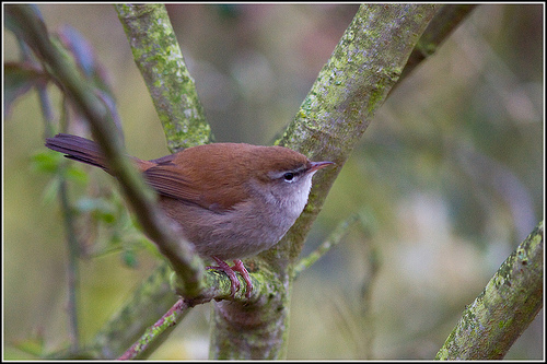 Cetti's Zanger