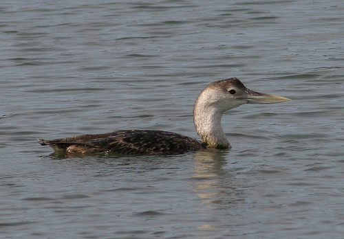 Geelsnavelduiker