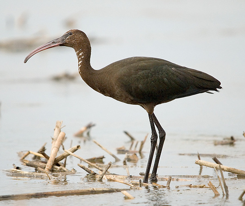 Zwarte Ibis