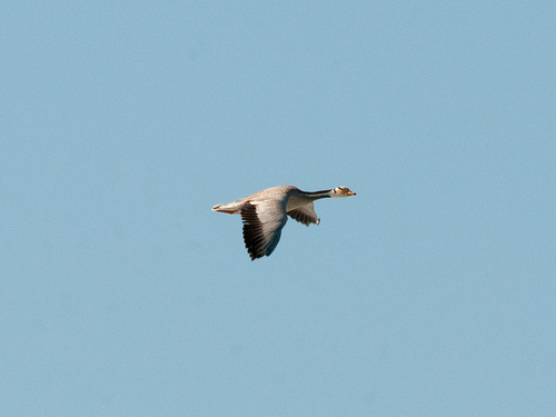 Indische Gans