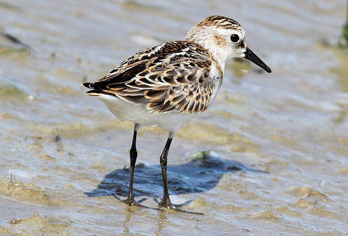 Kleine Strandloper