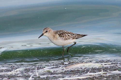 Kleine Strandloper