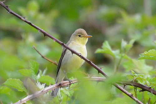 Orpheusspotvogel