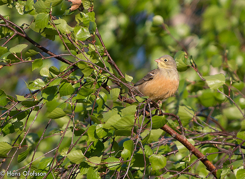 Ortolaan