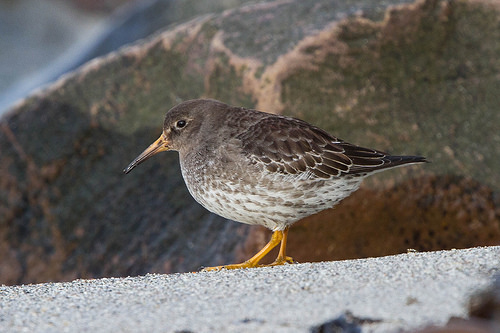 Paarse Strandloper