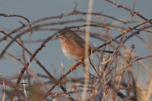 Provencaalse Grasmus