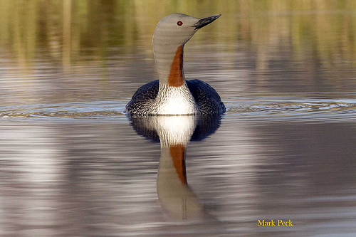 Roodkeelduiker