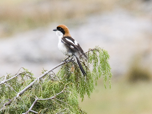 Roodkopklauwier