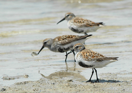 Bonte Strandloper