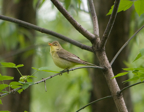 Spotvogel