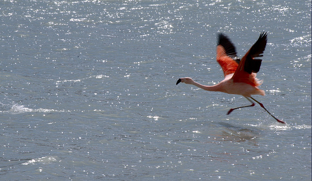 Chileense Flamingo