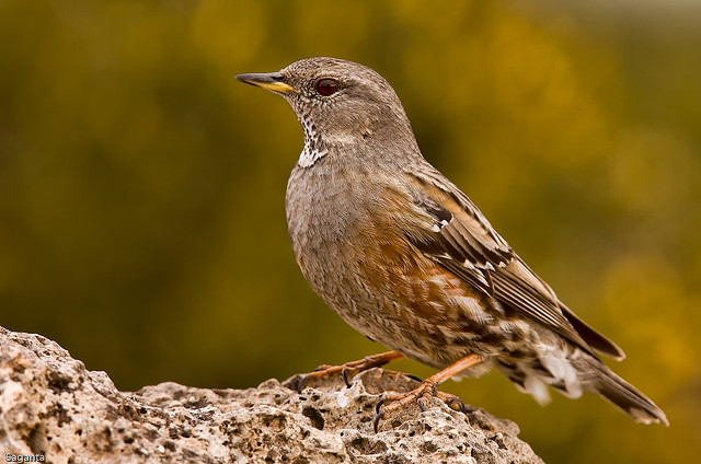 Alpenheggenmus