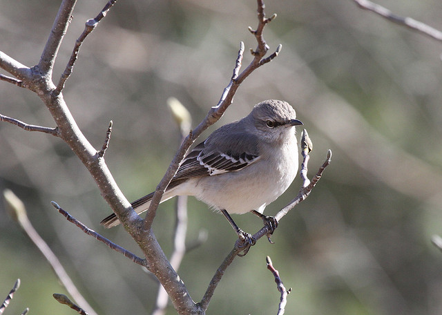 Spotvogel