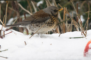 Kramsvogel