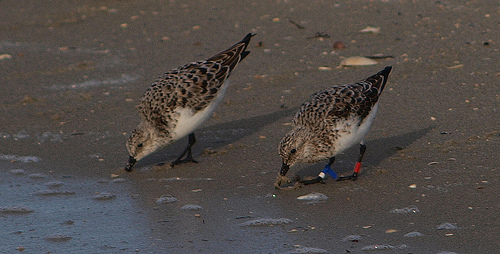 Drieteenstrandloper