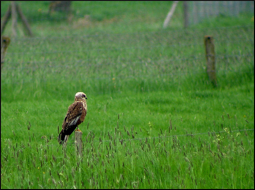 Bruine Kiekendief