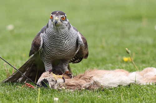 Havik | vogel dit