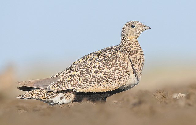 Zwartbuikzandhoen