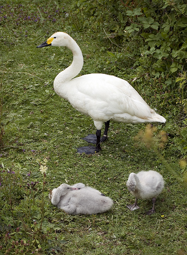 Kleine Zwaan