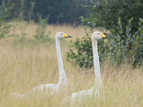 Wilde Zwaan