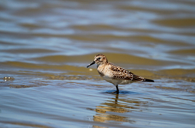 Bairds Strandloper