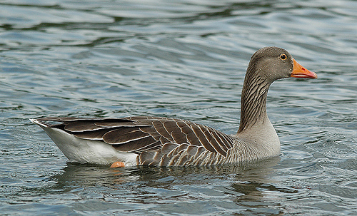 Grauwe Gans