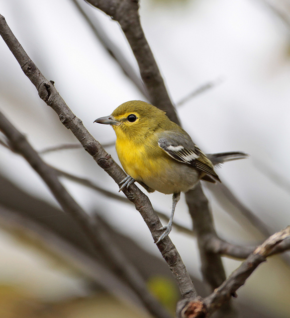 Geelborstvireo